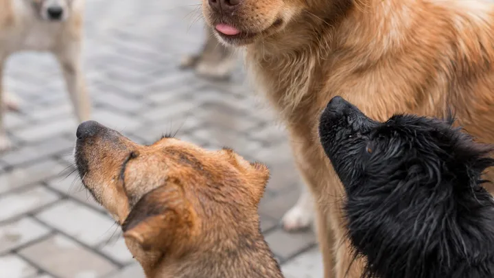 Canil Municipal de Sorocaba faz evento de adoção de cães no Ceagesp neste sábado, 10