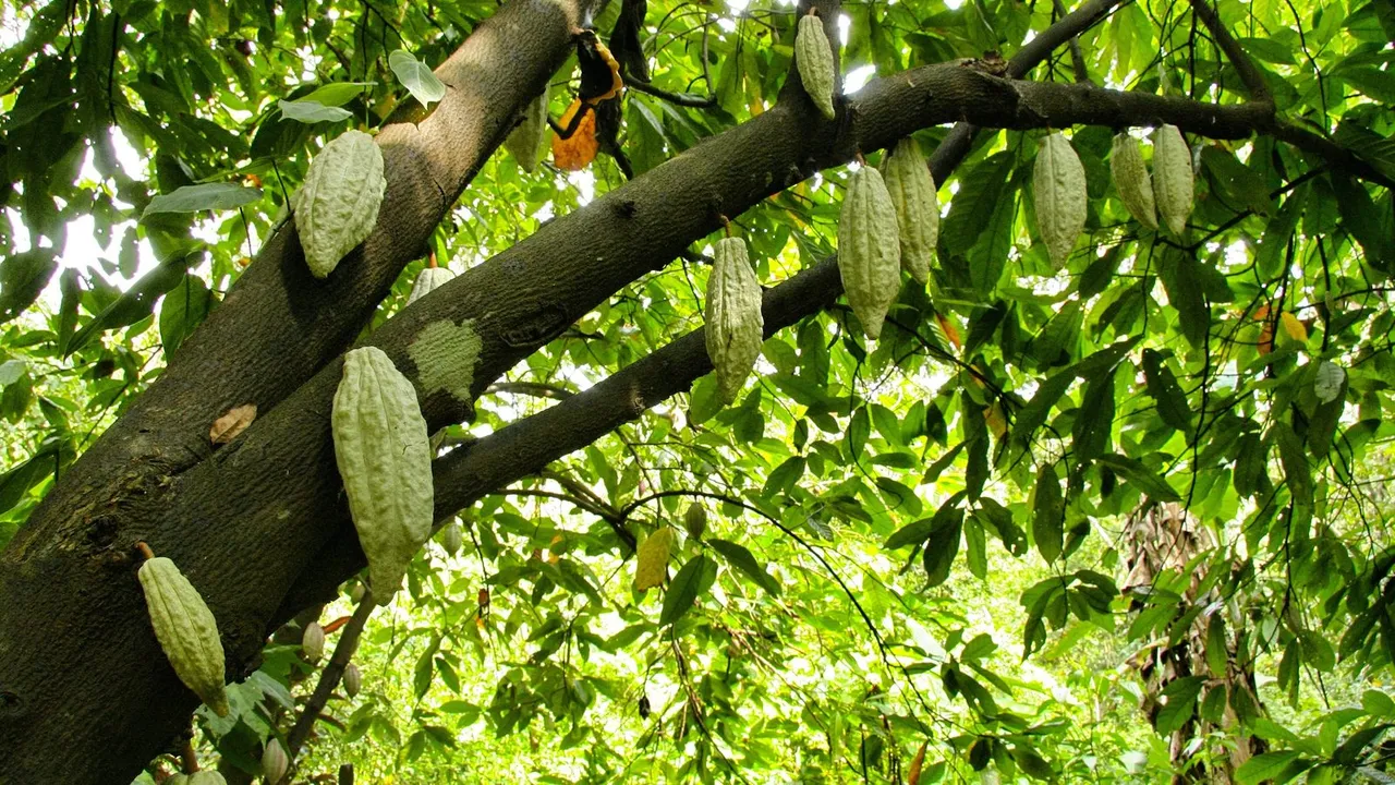 Cacaueiro visto de baixo, com frutos de cacau pendurados nos galhos