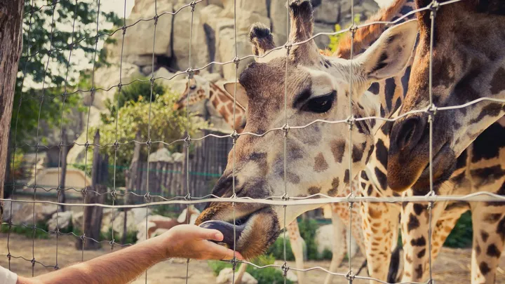 Zoológico de Sorocaba tem programação especial de férias em julho